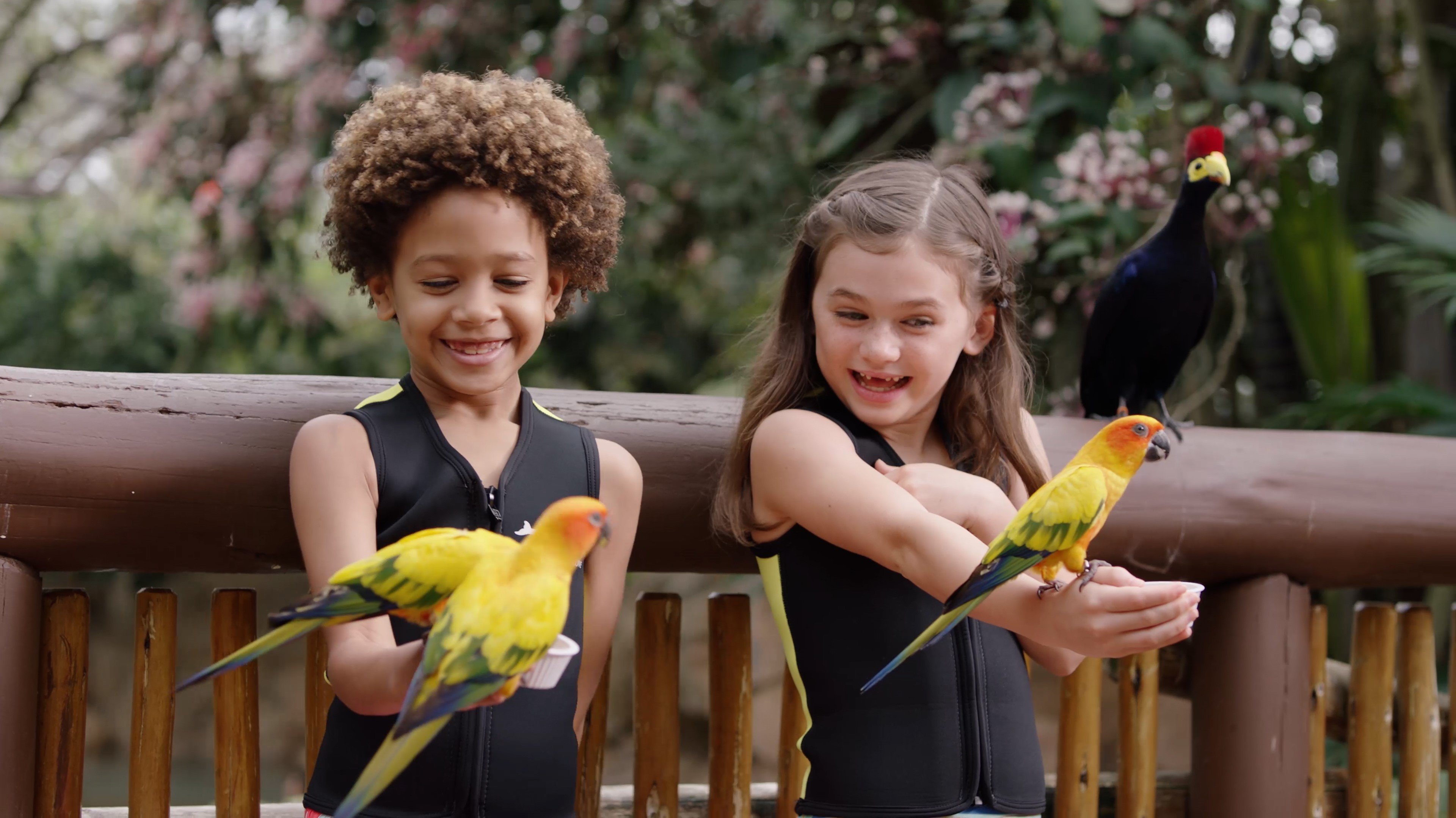 AviaryKids