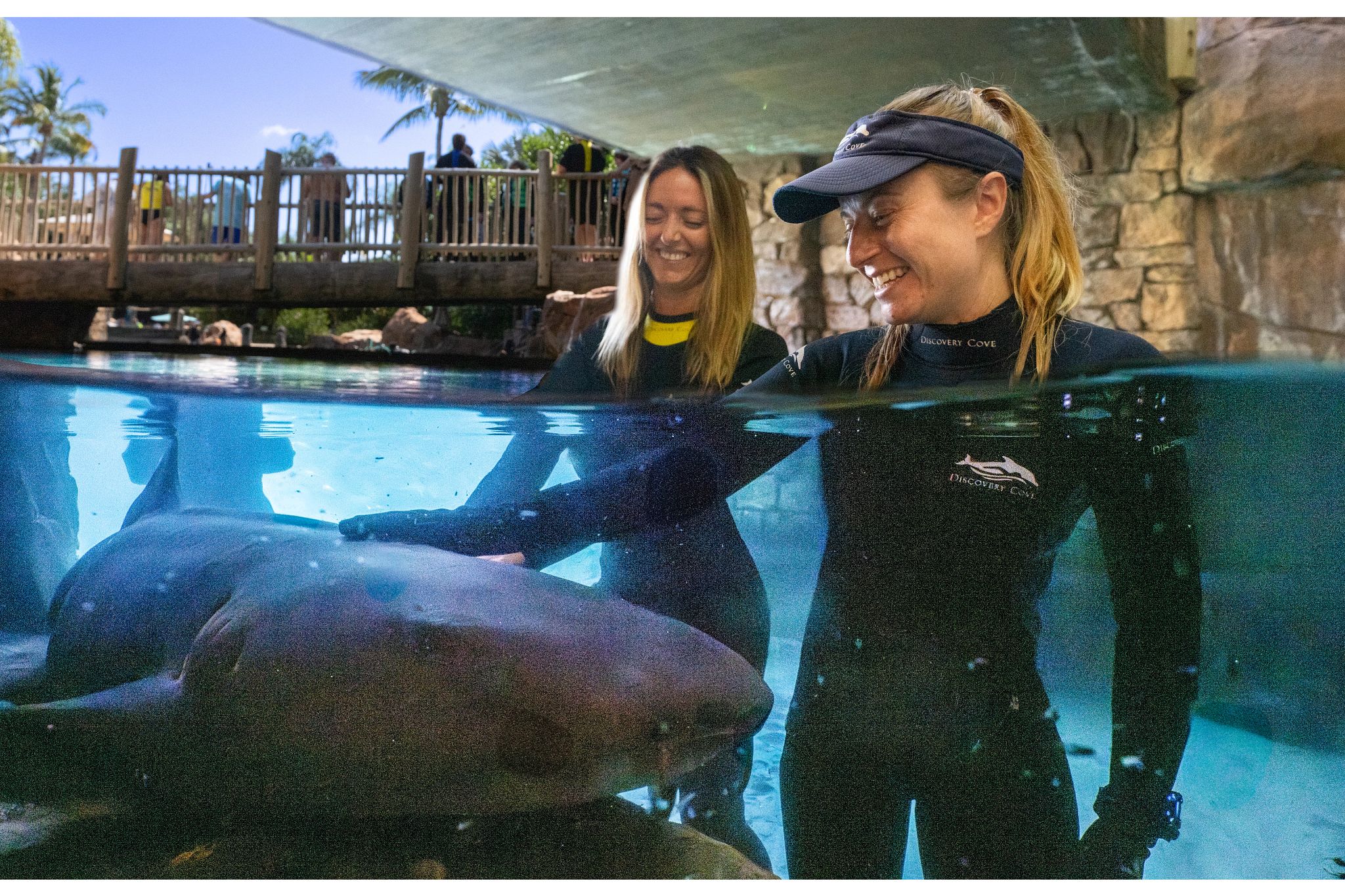 Sharks