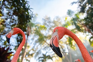 Flamingo