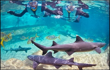 357x229 Shark 