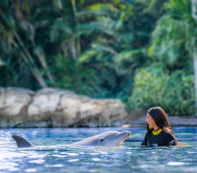 Dolphin Lagoon at Discovery Cove Orlando