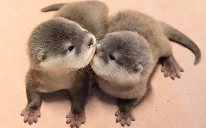 Baby Otters