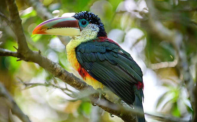 Bird aviary at Discovery Cove in Orlando Florida