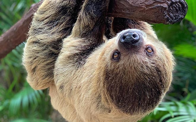 Sloth at Discovery Cove Orlando
