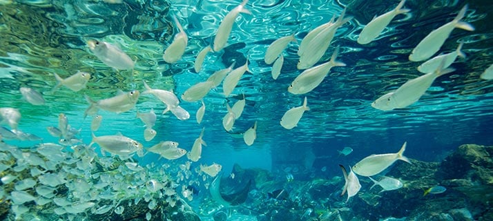 The Grand Reef at Discovery Cove