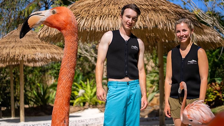 Flamingo Mingle upgrade experience at Discovery Cove