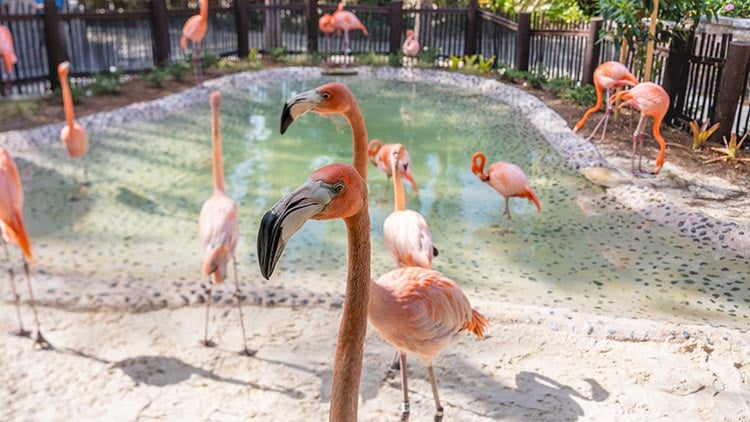 Flamingos