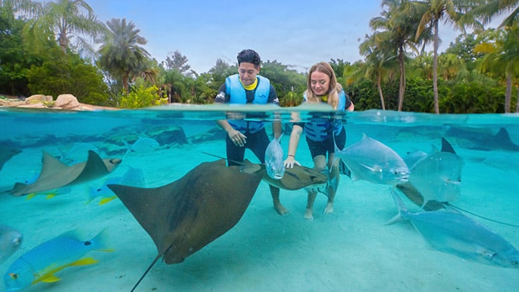 Swim with stingrays at Discovery 幸运168飞艇官方开奖 168飞艇官方开奖记录 168飞艇开奖官网开奖历史 168飞艇全国统一开奖结果 Cove