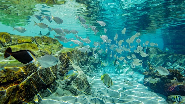 School of fish in The Grand Reef at Discovery Cove