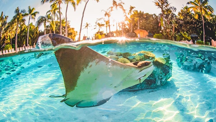Ray in The Grand Reef at Discovery Cove