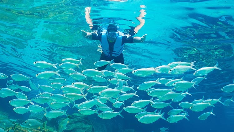 Snorkel with schools of fish during your visit to Discovery Cove