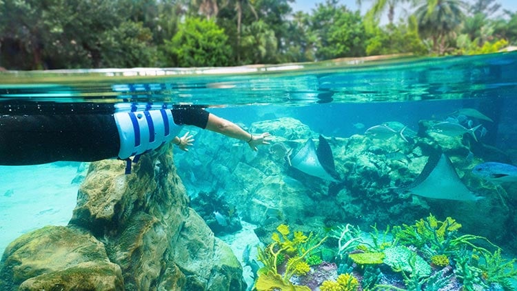 Snorkel with stingrays during your visit to Discovery Cove
