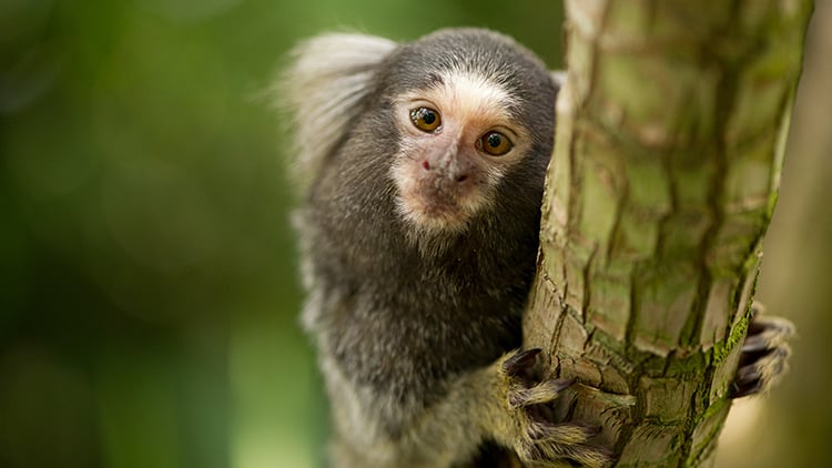 Monkey