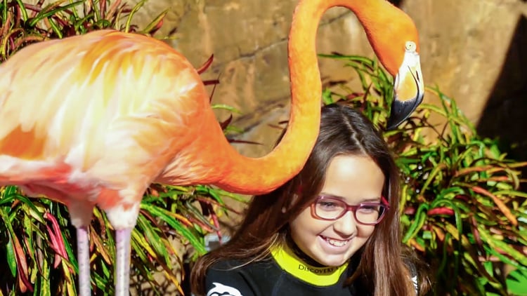 Guest feeding a flamingo