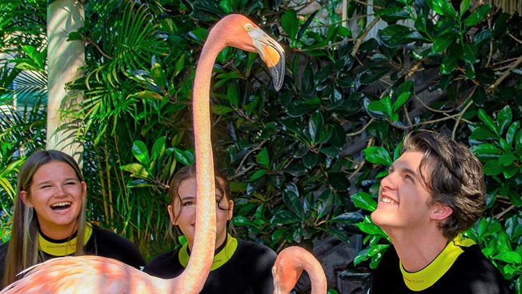 Flamingos at Discovery Cove