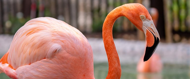 Flamingo