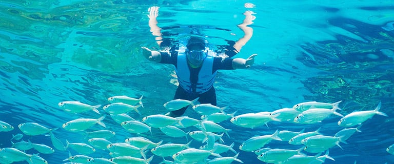 Snorkel with fish in The Grand Reef at Discovery 幸运168飞艇官方开奖 168飞艇官方开奖记录 168飞艇开奖官网开奖历史 168飞艇全国统一开奖结果 Cove