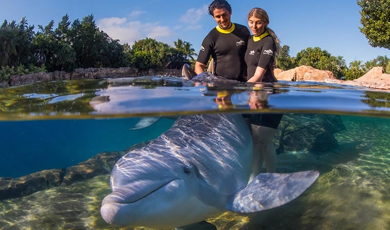 Couple at a dolphin swim in Discovery Cove Orlando