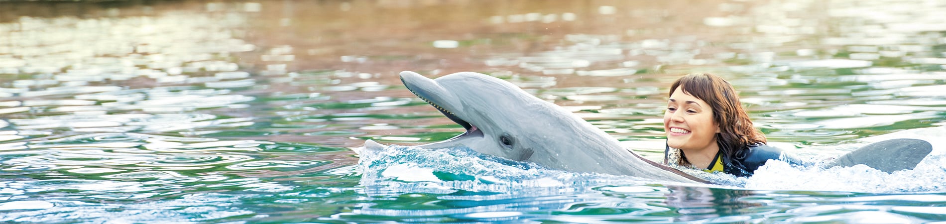 Discovery Cove Dolphin Free