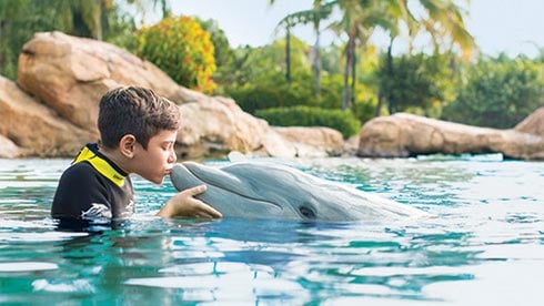 Dolphin Swim
