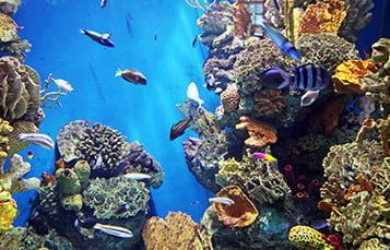 Discovery Cove donates 5% of the proceeds to Rising Tide Conservation.