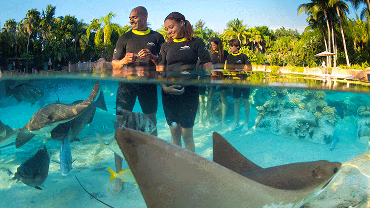 Swim with rays at Discovery Cove Orlando