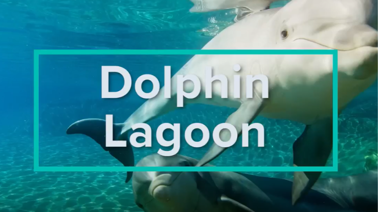Dolphin Lagoon