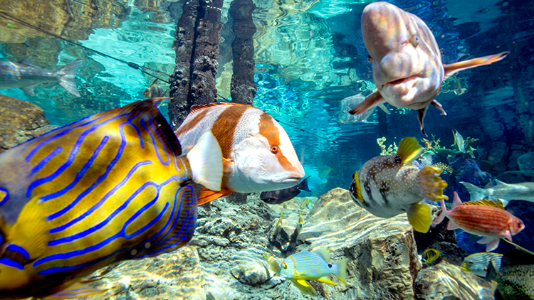 Experience SeaVenture at Discovery Cove Orlando