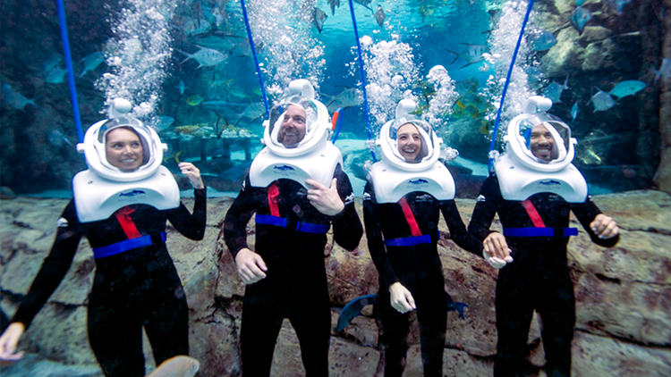 Experience SeaVenture at Discovery Cove Orlando