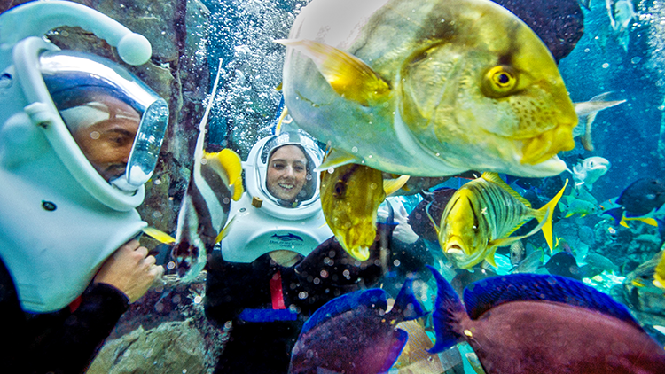 Experience SeaVenture at Discovery Cove Orlando