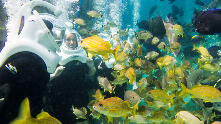 Experience SeaVenture at Discovery Cove Orlando