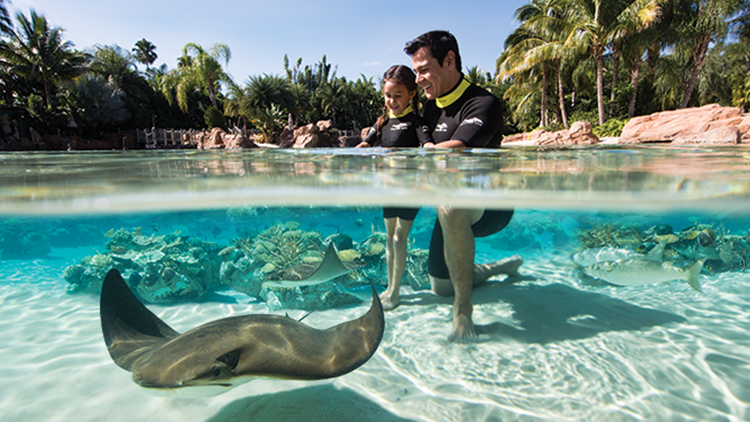 Feed Stingrays at Discovery Cove Orlando