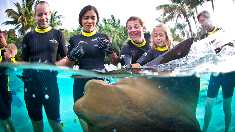 Feed Stingrays at Discovery Cove Orlando