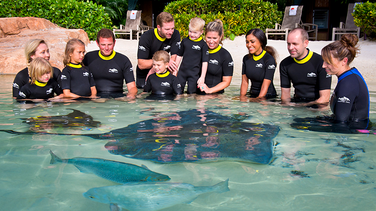 Feed Stingrays at Discovery Cove Orlando