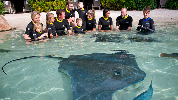 Feed Stingrays at Discovery Cove Orlando